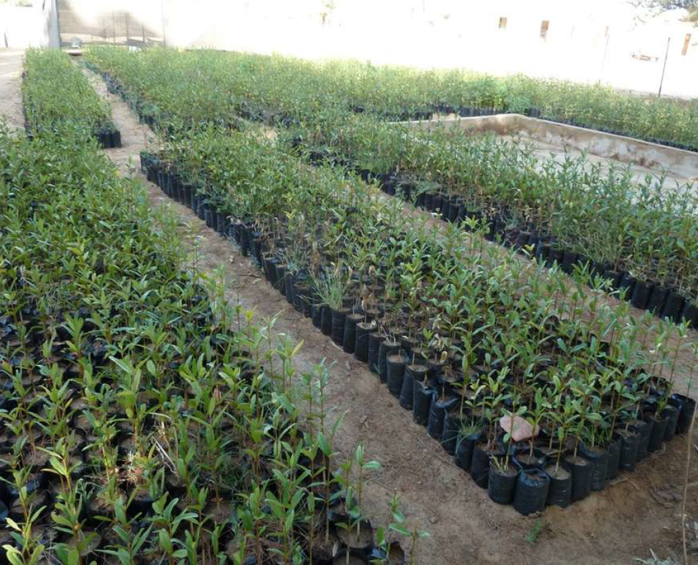 Mangrove du pnd